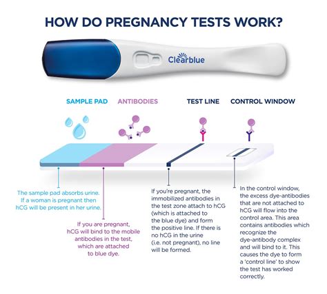 home pregnancy test hcg levels